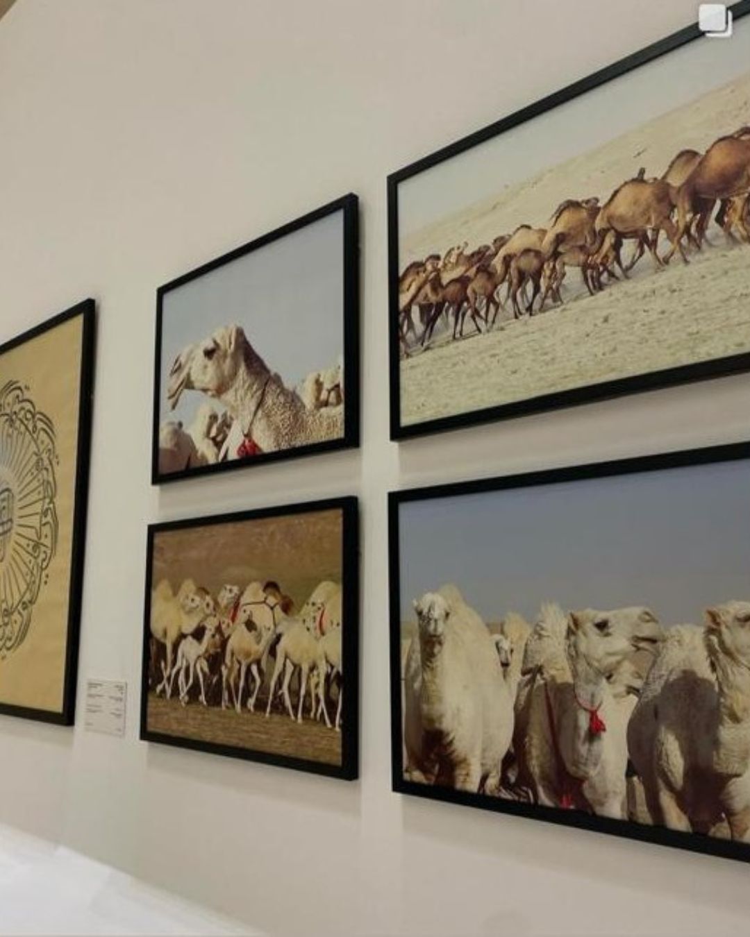 Camel Through the Ages exhibition at the King Abdulaziz Centre for World Culture